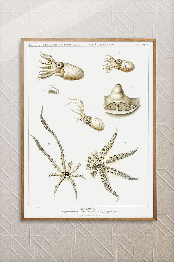 Vintage Wall Art - Octopus Varieties Scientific Illustration